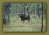 A wild buffalo